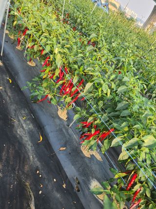 용인농부님의 고추 · 수확 작성글 사진