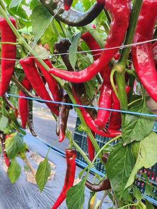 용인농부님의 고추 · 수확 작성글 사진