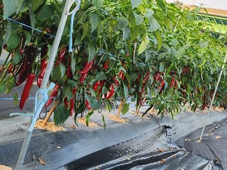 용인농부님의 고추 · 수확 작성글 사진