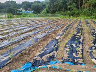 장기준님의 들깨 · 영농일지 작성글 사진