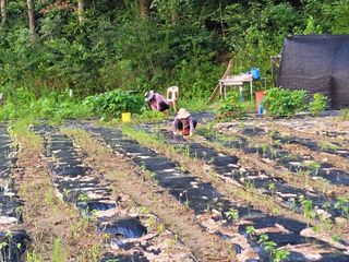 장기준님의 들깨 · 영농일지 작성글 사진