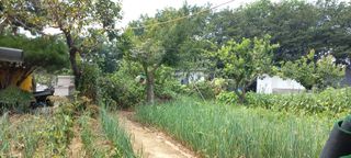 한학수님의 매실 · 자유게시판 작성글 사진