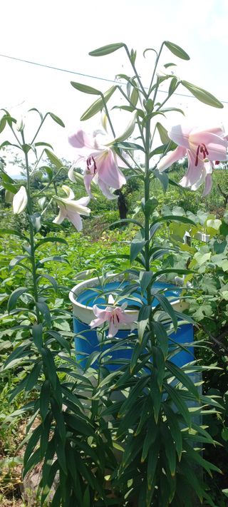 한학수님의 매실 · 자유게시판 작성글 사진