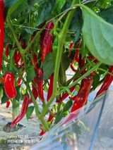 팜모닝 고추·수확 게시글 이미지