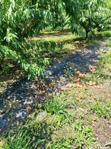 팜모닝 복숭아·자유게시판 게시글 이미지