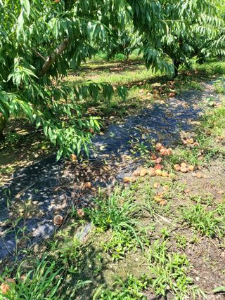 ahnda님의 복숭아 · 자유게시판 작성글 사진