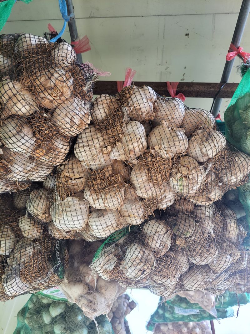 장터 상품 [코끼리마늘 100개(대.중)혼합] 썸네일