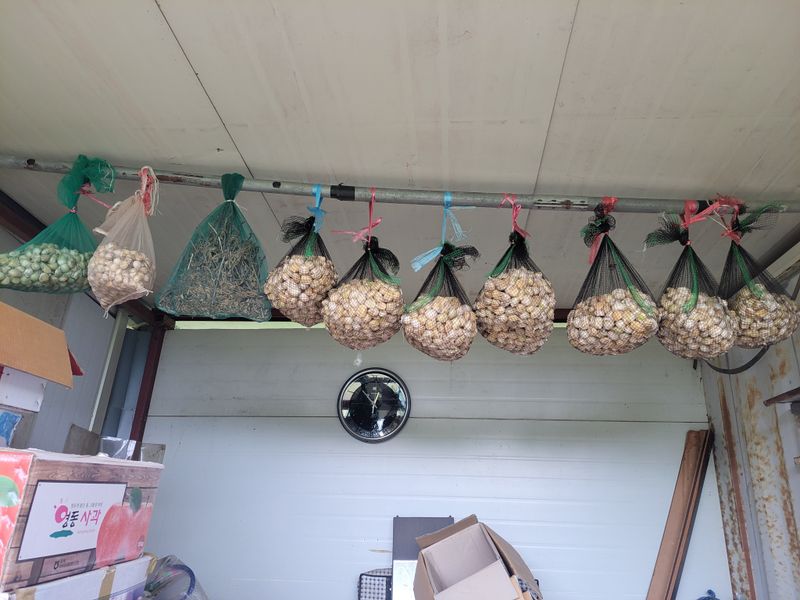 박정희 님의 장터 판매 상품 [코끼리마늘 100개(대.중)혼합] 첨부 사진