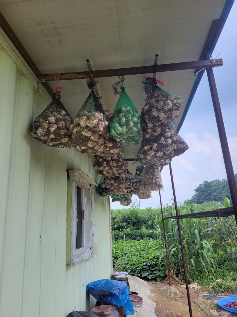 박정희 님의 장터 판매 상품 [코끼리마늘 100개(대.중)혼합] 첨부 사진