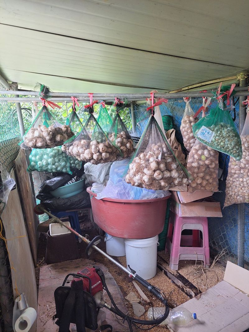 박정희 님의 장터 판매 상품 [코끼리마늘 100개(대.중)혼합] 첨부 사진