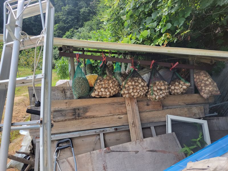 박정희 님의 장터 판매 상품 [코끼리마늘 100개(대.중)혼합] 첨부 사진