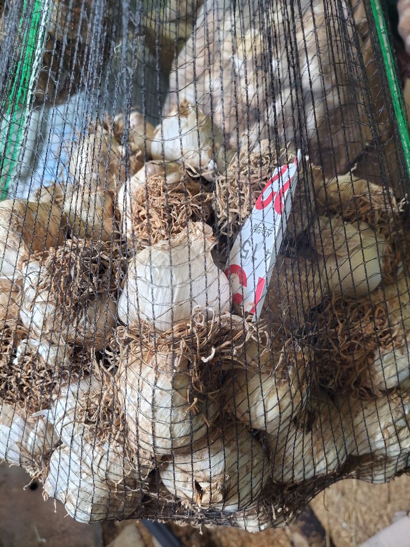 박정희 님의 장터 판매 상품 [코끼리마늘 100개(대.중)혼합] 첨부 사진