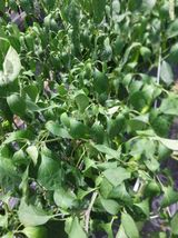 팜모닝 농자재정보·제품정보 게시글 이미지