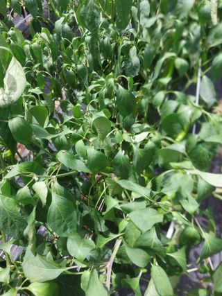 차영근님의 농자재정보 · 제품정보 작성글 사진