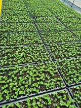 팜모닝 배추·파종•정식 게시글 이미지