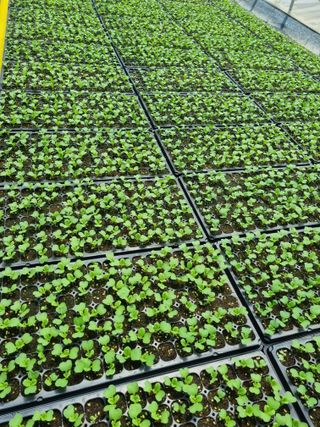 이명숙님의 배추 · 파종•정식 작성글 사진