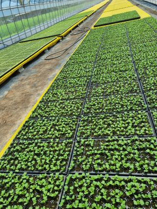 이명숙님의 배추 · 파종•정식 작성글 사진