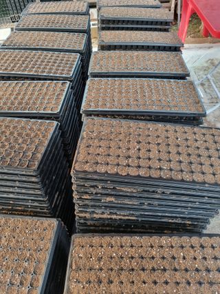 이명숙님의 배추 · 파종•정식 작성글 사진