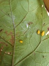 팜모닝 기타작물·병해충상담 게시글 이미지