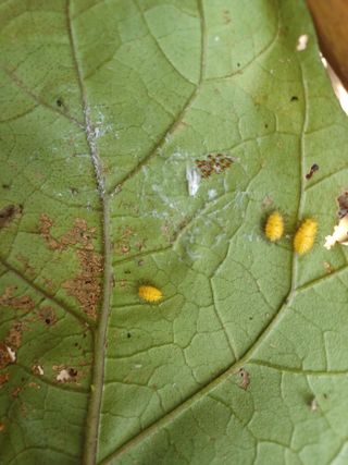 나빌레라님의 기타작물 · 병해충상담 작성글 사진