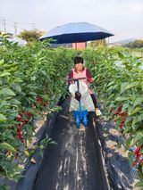 팜모닝 고추·수확 게시글 이미지