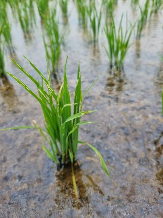 오채윤님의 벼 · 병해충상담 작성글 사진