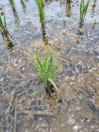 오채윤님의 벼 · 병해충상담 작성글 사진