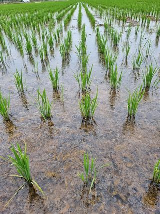 오채윤님의 벼 · 병해충상담 작성글 사진