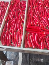 팜모닝 고추·수확 게시글 이미지