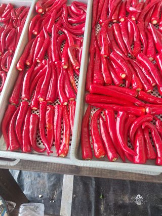 김석율님의 고추 · 수확 작성글 사진