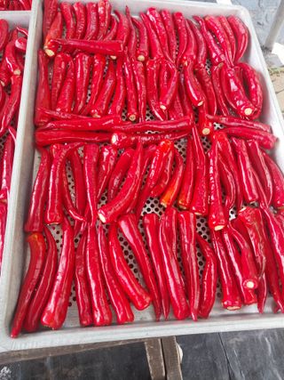 김석율님의 고추 · 수확 작성글 사진