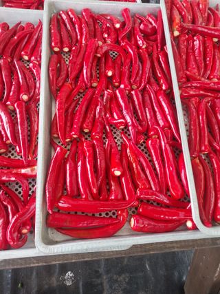 김석율님의 고추 · 수확 작성글 사진