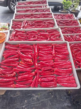 김석율님의 고추 · 수확 작성글 사진