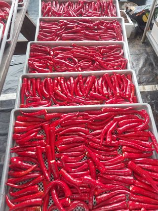 김석율님의 고추 · 수확 작성글 사진