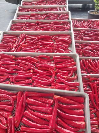 김석율님의 고추 · 수확 작성글 사진