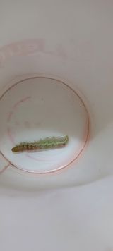 팜모닝 고추·병해충상담 게시글 이미지