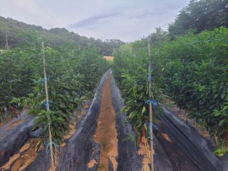 북극성짱님의 고추 · 비료•농약 작성글 사진