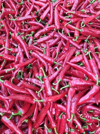 안영매(터실농장)님의 자유주제 · 자유게시판 작성글 사진