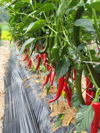 안영매(터실농장)님의 자유주제 · 자유게시판 작성글 사진