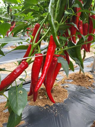 안영매(터실농장)님의 자유주제 · 자유게시판 작성글 사진