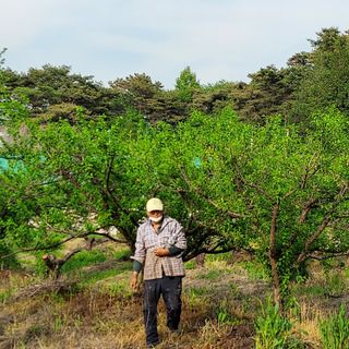 매실19781님의 매실 · 자유게시판 작성글 사진