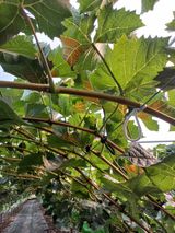 팜모닝 포도·병해충상담 게시글 이미지