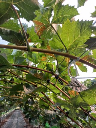 표고버섯18837님의 포도 · 병해충상담 작성글 사진