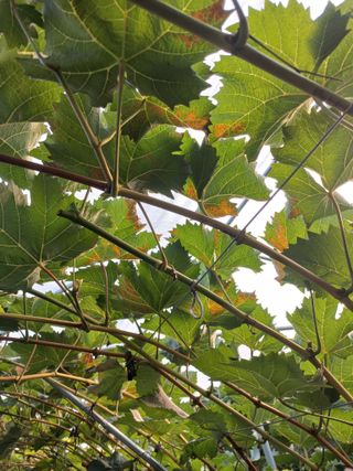 표고버섯18837님의 포도 · 병해충상담 작성글 사진