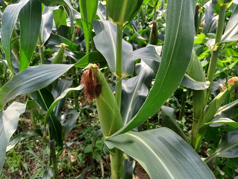 장터 상품 [옥수수 50송이 1박스] 썸네일