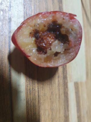 정대연님의 자두 · 병해충상담 작성글 사진