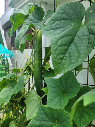 푸른눈늑대님의 자유주제 · 자유게시판 작성글 사진