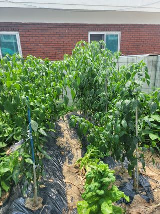 푸른눈늑대님의 자유주제 · 자유게시판 작성글 사진