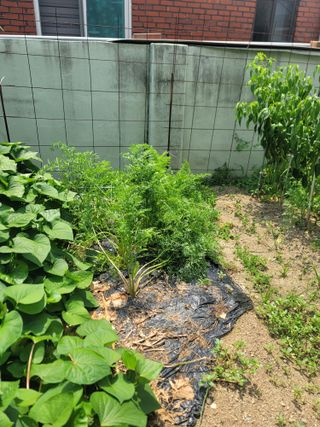 푸른눈늑대님의 자유주제 · 자유게시판 작성글 사진