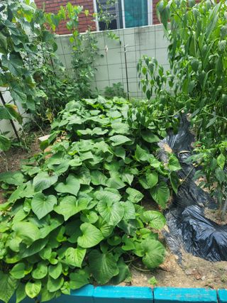 푸른눈늑대님의 자유주제 · 자유게시판 작성글 사진